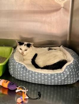 Rescue Domestic Short Hair Cats for Adoption in Nashville, Tennessee - Sharpie | PetCurious