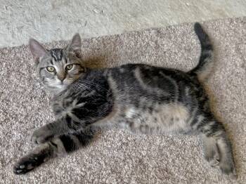 Rescue Tabby Cats for Adoption in Pickerington, Ohio - Cactus | PetCurious