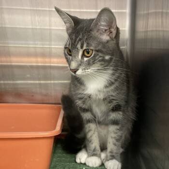 Rescue Domestic Short Hair Cats for Adoption in Port Charlotte, Florida - Layla | PetCurious