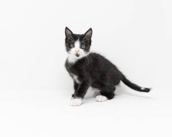 Stevie -  Tuxedo Cat for Adoption in Trophy Club, Texas - Stevie | PetCurious