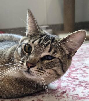 Rescue Domestic Short Hair Cats for Adoption in Warwick, New York - Pablo | PetCurious
