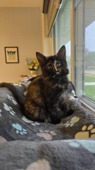 Domestic Short Hair Cats Available for Adoption - Truffle | PetCurious