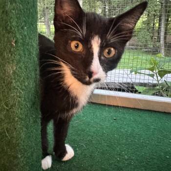 Cygnus -  Domestic Short Hair Cat for Adoption in Fredericksburg, Virginia - Cygnus | PetCurious