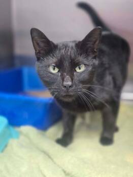 Domestic Short Hair Cats Available for Adoption - Betty | PetCurious