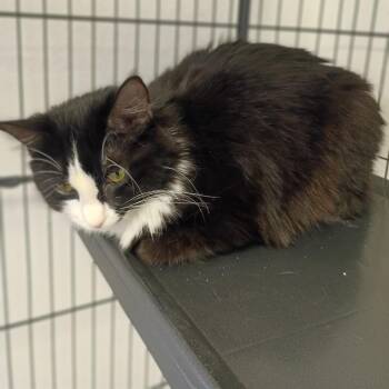 Domestic Medium Hair Cats Available for Adoption in Fort Smith, Arkansas - Oreo | PetCurious
