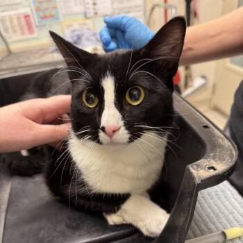 Gizmo -  Domestic Short Hair Cat for Adoption in Murray, Utah - Gizmo | PetCurious