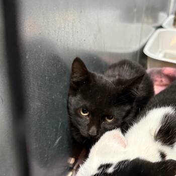 Sally -  Domestic Short Hair Cat for Adoption in Bend, Oregon - Sally | PetCurious