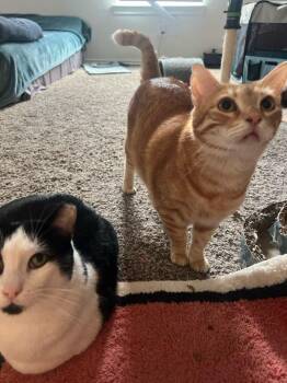Rescue Domestic Short Hair Cats for Adoption in Plano, Texas - Kartelo & Sweetheart (bonded Pair) | PetCurious