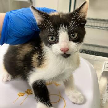 Dahlia -  Domestic Short Hair Cat for Adoption in Las Cruces, New Mexico - Dahlia | PetCurious