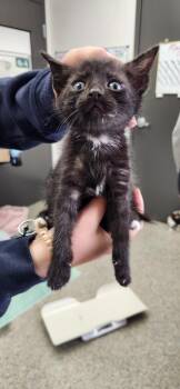 Black Velvet -  American Shorthair Cat for Adoption in Van Wert, Ohio - Black Velvet | PetCurious