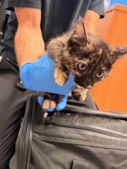 A141367 -  Domestic Medium Hair Cat for Adoption in Burbank, California - A141367 | PetCurious