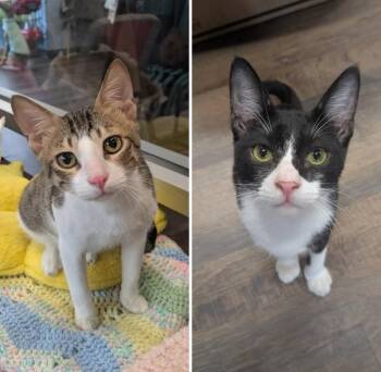 Rescue Domestic Short Hair Cats for Adoption in Frederick, Maryland - Biscuit & Yum-Yum | PetCurious