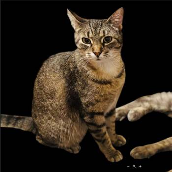 Domestic Short Hair Cats Available for Adoption in League City, Texas - Snickers | PetCurious