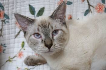 Remi -  Domestic Short Hair and Siamese Cat for Adoption in Fountain Hills, Arizona - Remi | PetCurious