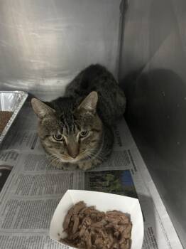 Rescue Domestic Short Hair Cats for Adoption in San Bernardino, California - BANDIT | PetCurious