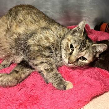 American Shorthair Cats Available for Adoption in Allentown, Pennsylvania - Amara | PetCurious