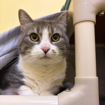 Zoey -  Domestic Short Hair Cat for Adoption in Bedford, New Hampshire - Zoey | PetCurious