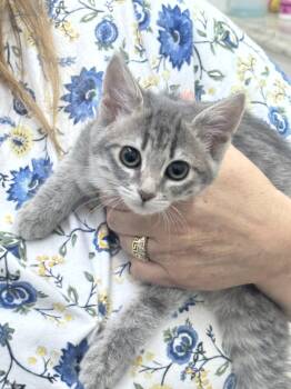 Paula -  Domestic Short Hair Cat for Adoption in Sonora, California - Paula | PetCurious