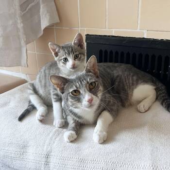 Domestic Short Hair Cats Available for Adoption - Origami + Cootie Catcher | PetCurious