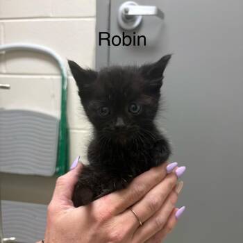 Domestic Short Hair Cats Available for Adoption in Windsor, Virginia - Robin | PetCurious