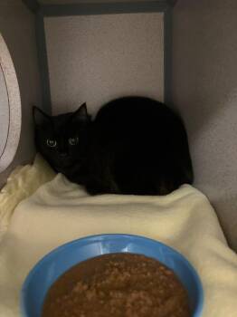 Domestic Long Hair Cats Available for Adoption - Star Shine | PetCurious