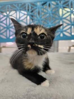 Neptune -  Domestic Short Hair Cat for Adoption in Savannah, Georgia - Neptune | PetCurious