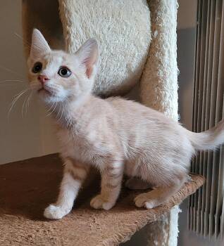 Domestic Short Hair Cats Available for Adoption in Fullerton, Pennsylvania - Cashew | PetCurious