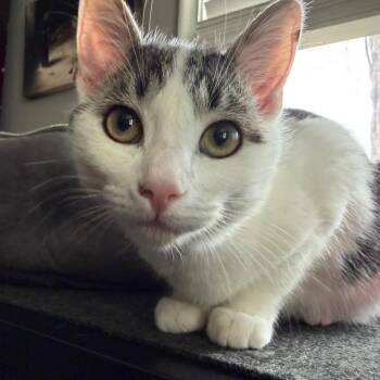 Domestic Short Hair Cats Available for Adoption - Eli | PetCurious