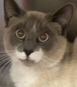 Maverick -  Domestic Short Hair and Siamese Cat Available for Adoption in South Pasadena, California - Maverick | PetCurious