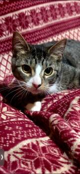 Domestic Short Hair Cats Available for Adoption - Petey | PetCurious