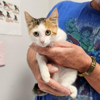 Rachael -  Domestic Short Hair Cat for Adoption in Oneonta, New York - Rachael | PetCurious