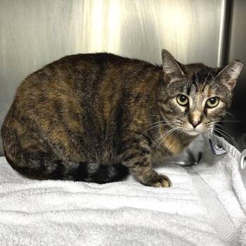 Ms. Ginger -  Domestic Short Hair Cat for Adoption in Warrensburg, Missouri - Ms. Ginger | PetCurious