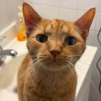 Rowan (with Tristan) -  Domestic Short Hair Cat for Adoption in Huntington, New York - Rowan (with Tristan) | PetCurious