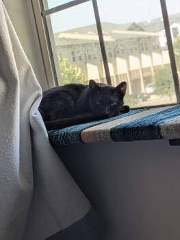 Vlad -  Domestic Short Hair Cat for Adoption in Austin, Texas - Vlad | PetCurious