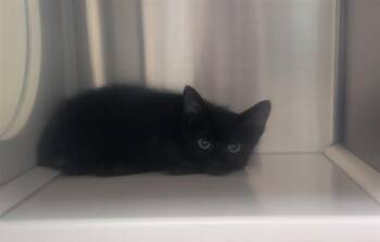 COAL -  Domestic Short Hair Cat for Adoption in St. Louis, Missouri - COAL | PetCurious
