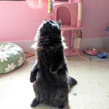 Domestic Medium Hair Cats Available for Adoption in Gibsonia, Pennsylvania - Vic | PetCurious