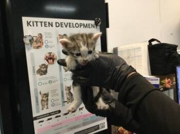 A1938900 -  Domestic Short Hair Cat for Adoption in Thousand Palms, California - A1938900 | PetCurious