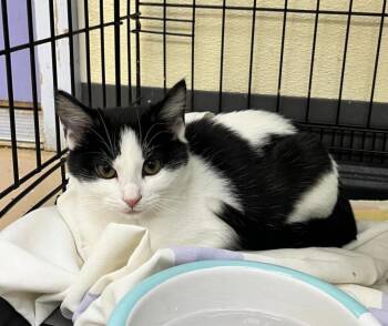 Domestic Short Hair Cats Available for Adoption in Shorewood, Illinois - Misty | PetCurious