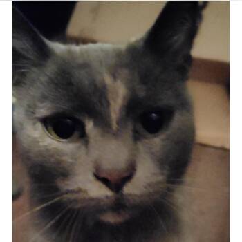 Domestic Short Hair Cats Available for Adoption in Veneta, Oregon - Zurena | PetCurious