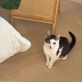 Rescue Domestic Short Hair Cats for Adoption in New York, New York - Millie | PetCurious