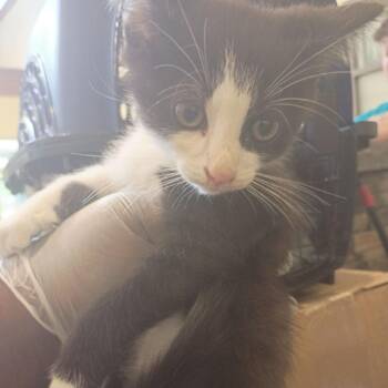 Sleek -  Domestic Short Hair Cat for Adoption in Lynchburg, Virginia - Sleek | PetCurious
