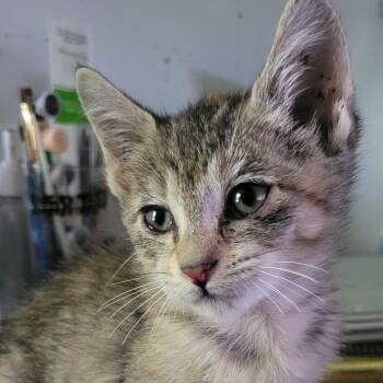 Domestic Short Hair Cats Available for Adoption in Sandy Springs, Georgia - Mira | PetCurious