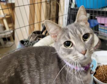 Rescue Domestic Short Hair Cats for Adoption in Concord Farr, Tennessee - Sunny | PetCurious