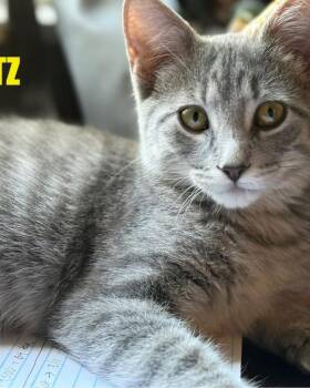 Rescue Domestic Medium Hair Cats for Adoption in Libertyville, Illinois - Blitz | PetCurious
