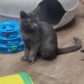 Brook -  Domestic Short Hair Cat for Adoption in Grand Island, Nebraska - Brook | PetCurious