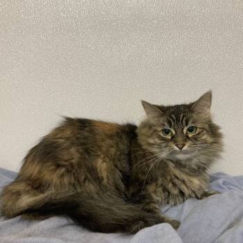 Rescue Domestic Long Hair and Tabby Cats for Adoption in Lansing, Michigan - Pink (outdoor/barn Cat) | PetCurious