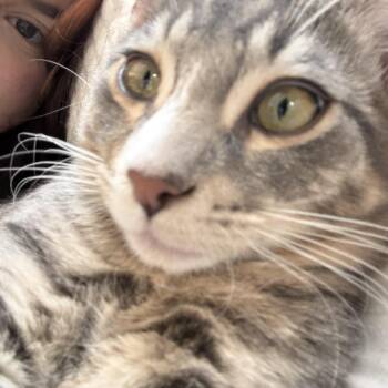 Espurr -  Domestic Short Hair Cat for Adoption in Albuquerque, New Mexico - Espurr | PetCurious