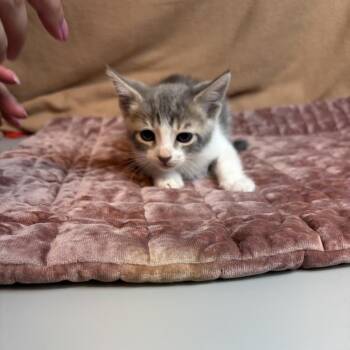 Bellini -  Domestic Short Hair Cat for Adoption in San Antonio, Texas - Bellini | PetCurious