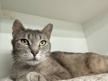 Domestic Short Hair Cats Available for Adoption in Cleveland, Ohio - Gracie | PetCurious