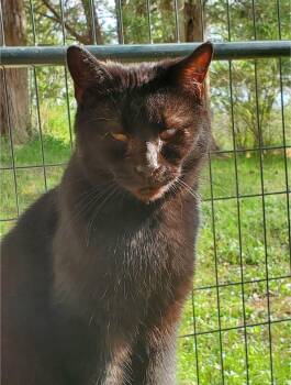 Diamond -  Domestic Short Hair Cat for Adoption in Camden, Tennessee - Diamond | PetCurious
